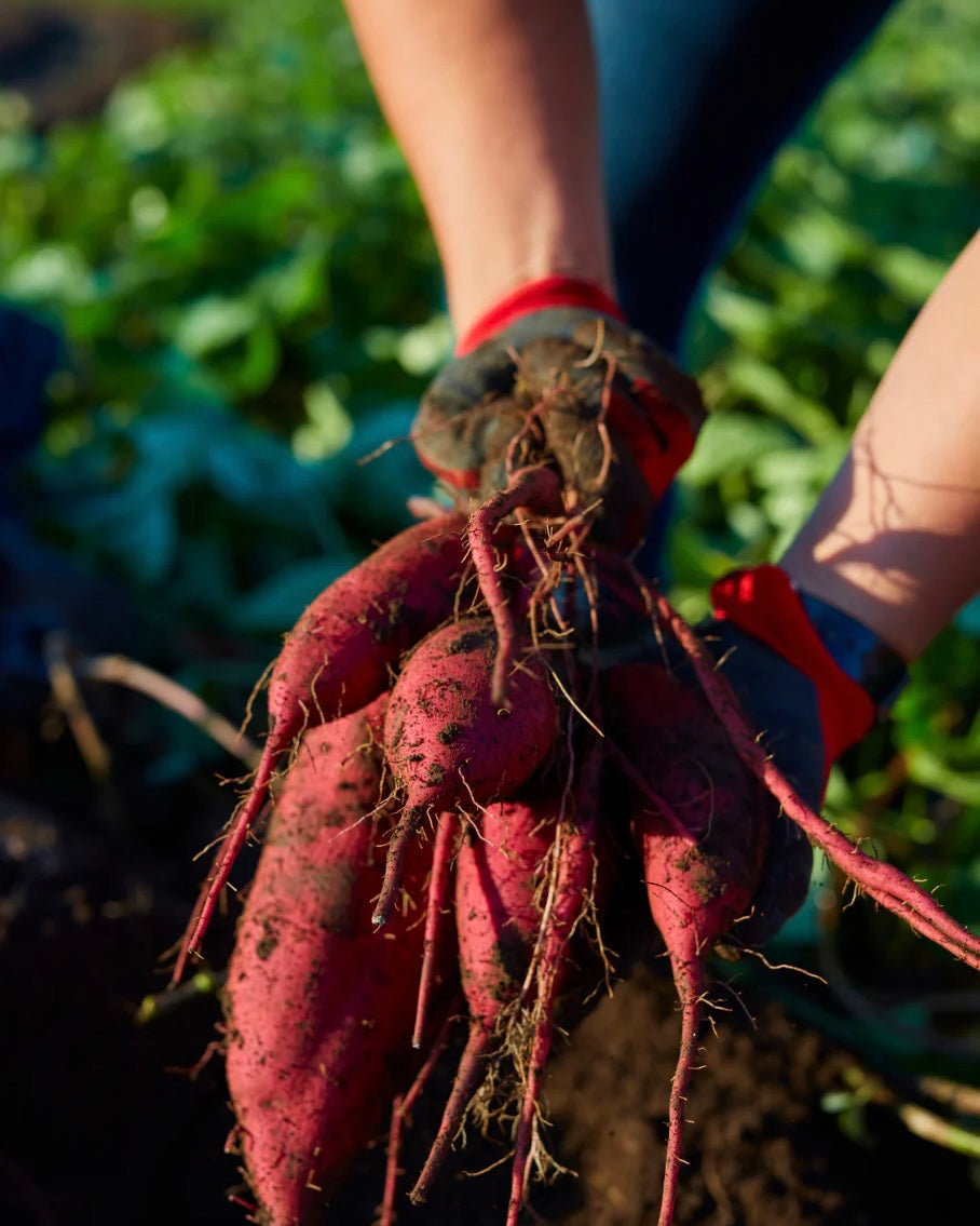 燻 × koganic farm 期間限定 special set